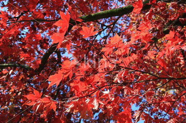 Japanse esdoorn (Acer japonicum)