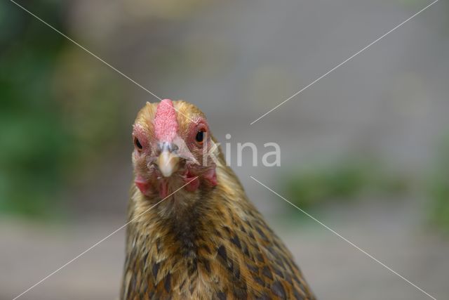 Kip (Gallus spec.)