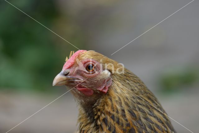 Kip (Gallus spec.)