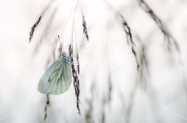 Klein geaderd witje (Pieris napi)