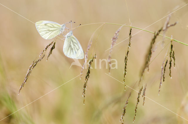 Klein geaderd witje (Pieris napi)