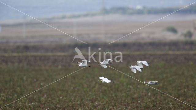 Cattle Egret (Bubulcus ibis)