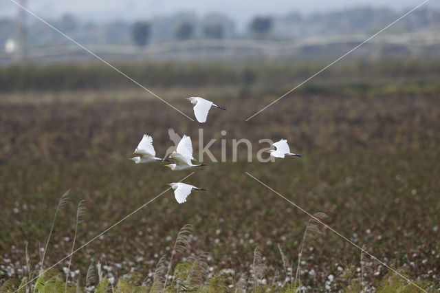 Koereiger (Bubulcus ibis)