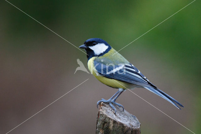 Koolmees (Parus major)