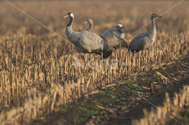 Kraanvogel (Grus grus)