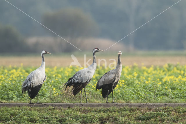 Kraanvogel (Grus grus)