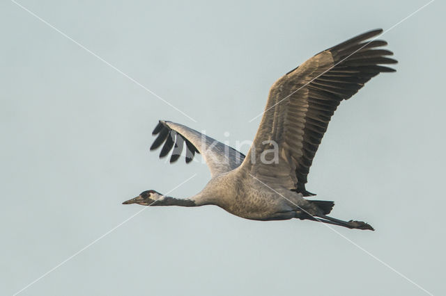 Kraanvogel (Grus grus)