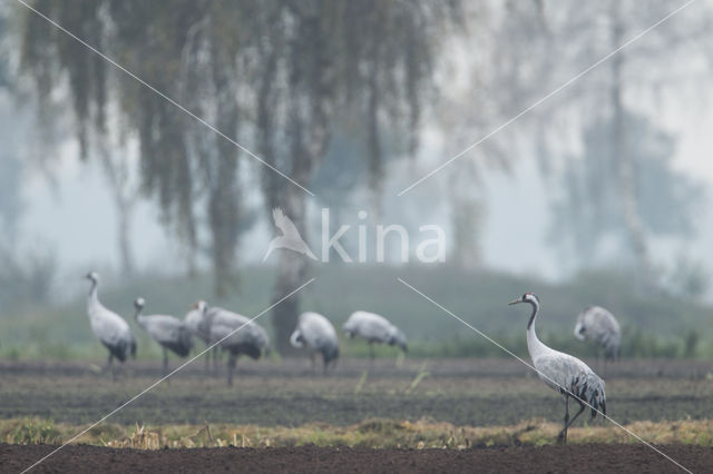 Kraanvogel (Grus grus)