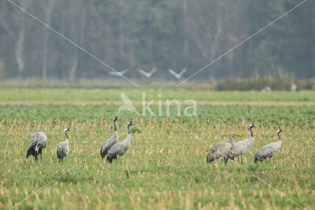 Kraanvogel (Grus grus)