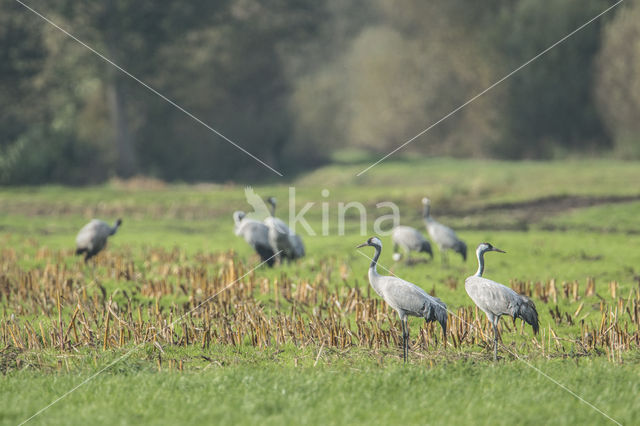 Kraanvogel (Grus grus)