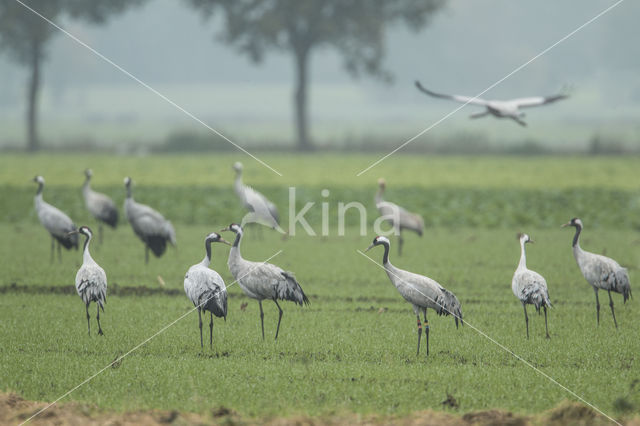 Kraanvogel (Grus grus)