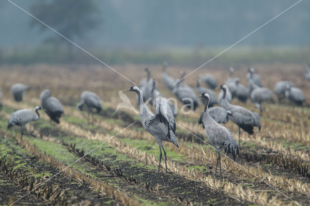 Kraanvogel (Grus grus)