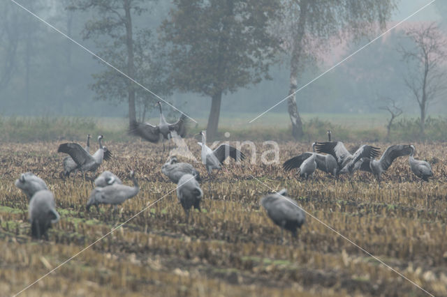 Kraanvogel (Grus grus)