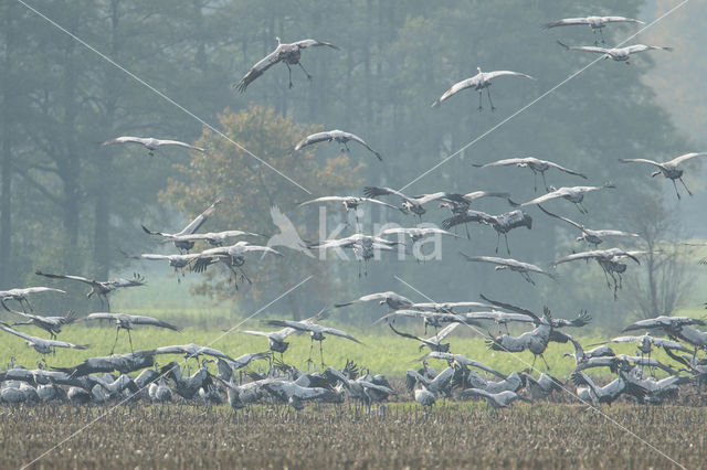 Kraanvogel (Grus grus)