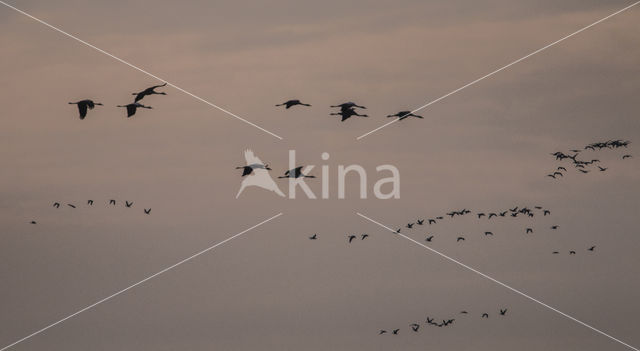 Kraanvogel (Grus grus)