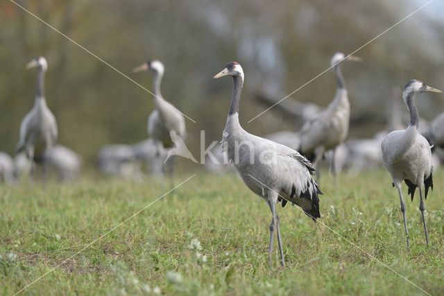 Common Crane (Grus grus)