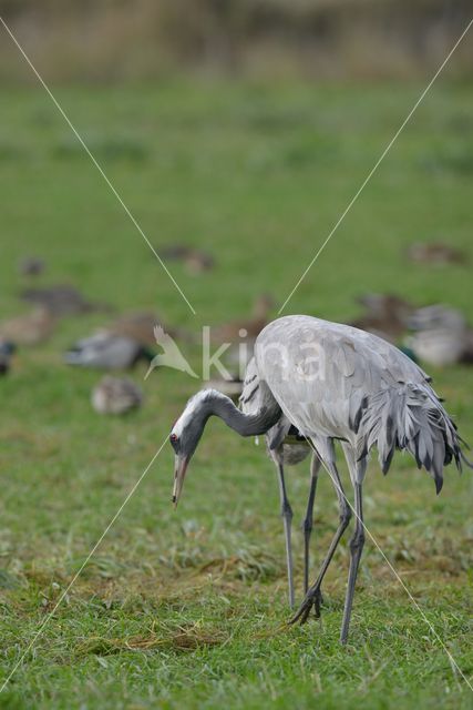 Kraanvogel (Grus grus)