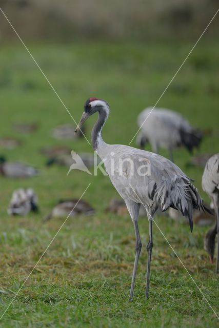 Kraanvogel (Grus grus)