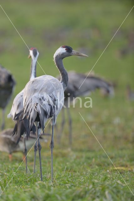 Kraanvogel (Grus grus)