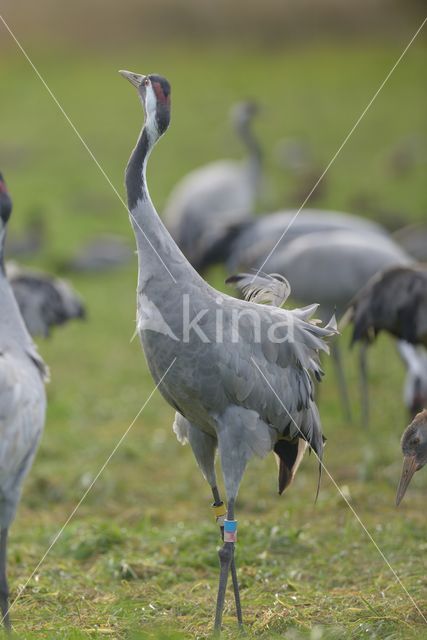 Kraanvogel (Grus grus)