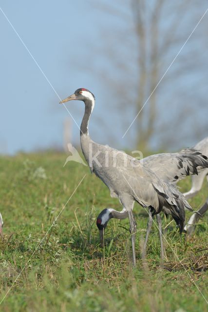 Kraanvogel (Grus grus)