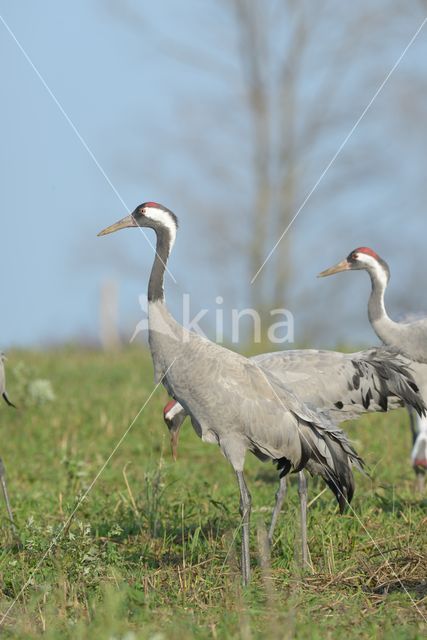 Kraanvogel (Grus grus)