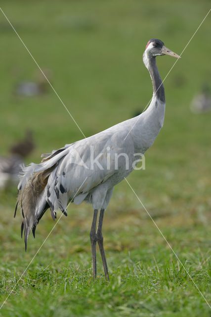 Kraanvogel (Grus grus)