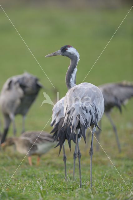 Kraanvogel (Grus grus)