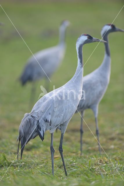 Kraanvogel (Grus grus)