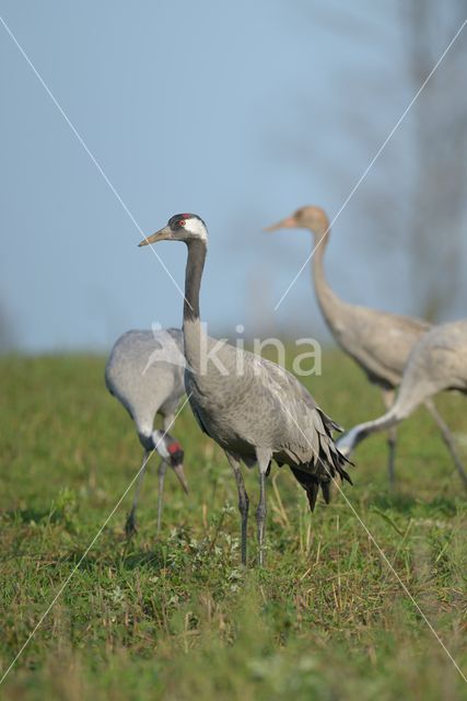 Kraanvogel (Grus grus)