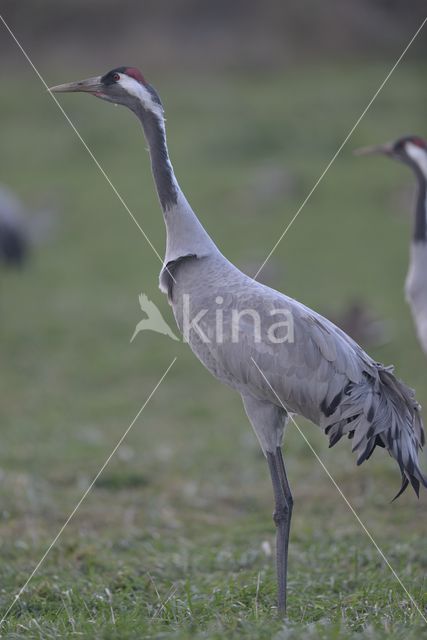 Kraanvogel (Grus grus)