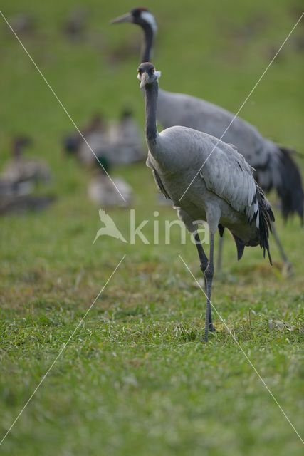 Kraanvogel (Grus grus)