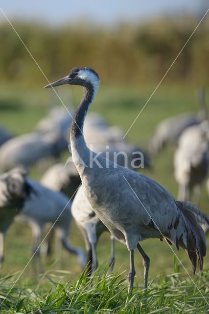 Kraanvogel (Grus grus)