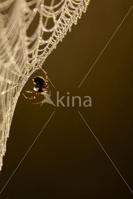 Kruisspin (Araneus diadematus)