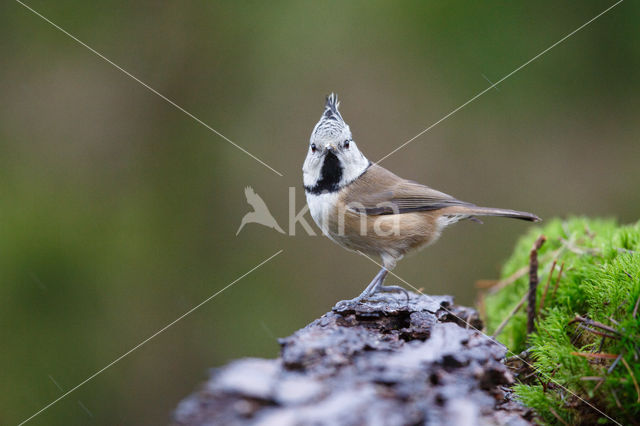 Kuifmees (Parus cristatus)