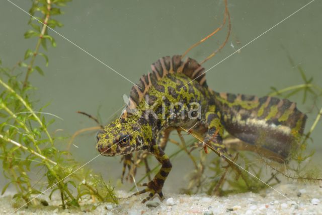 Marmersalamander (Triturus marmoratus)