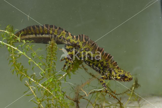 Marmersalamander (Triturus marmoratus)