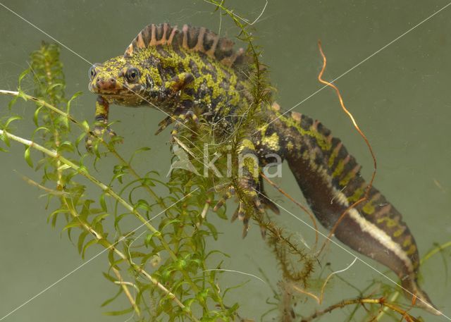 Marmersalamander (Triturus marmoratus)