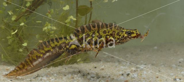 Marmersalamander (Triturus marmoratus)