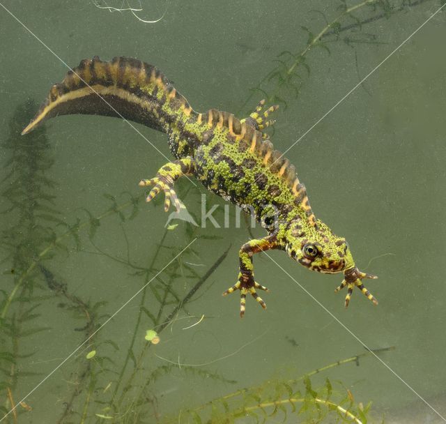 Marbled Newt (Triturus marmoratus)