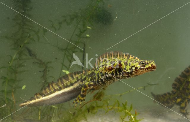 Marmersalamander (Triturus marmoratus)