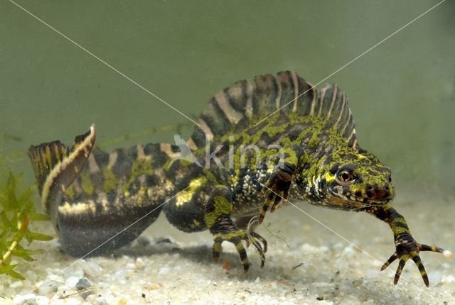 Marmersalamander (Triturus marmoratus)