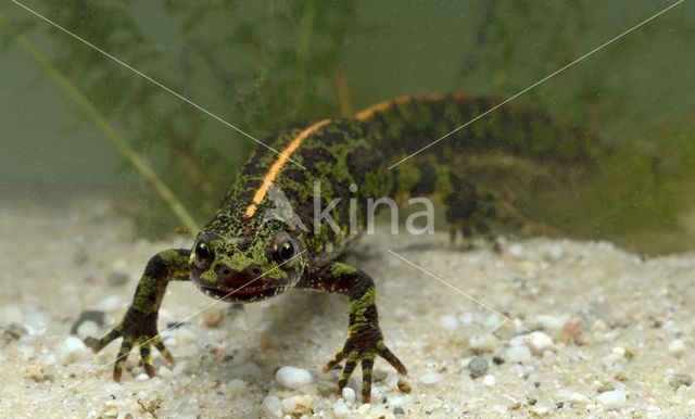 Marmersalamander (Triturus marmoratus)