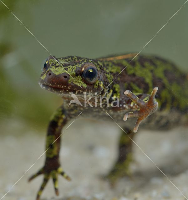 Marbled Newt (Triturus marmoratus)