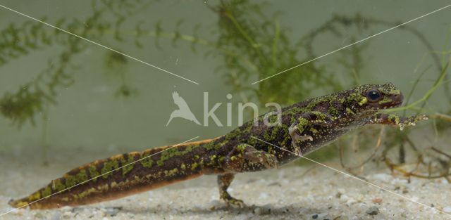 Marmersalamander (Triturus marmoratus)