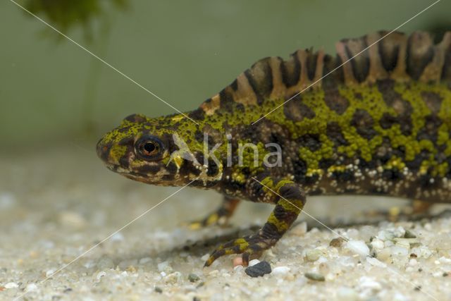 Marmersalamander (Triturus marmoratus)