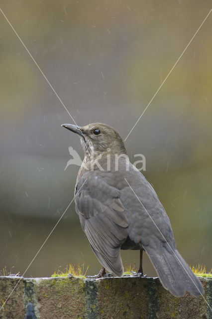 Eurasian Blackbird (Turdus merula)