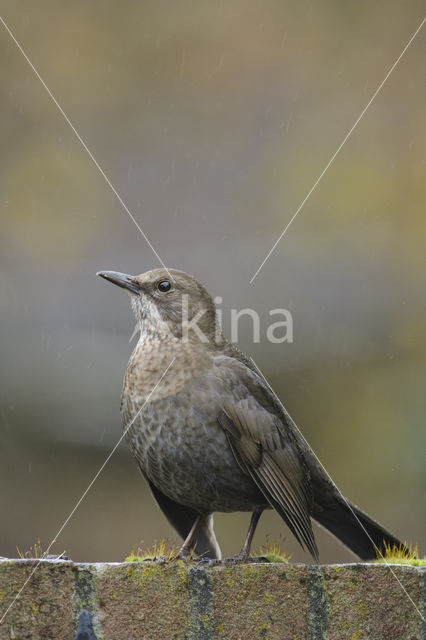 Merel (Turdus merula)