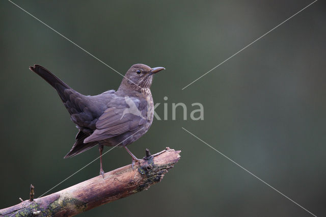 Merel (Turdus merula)