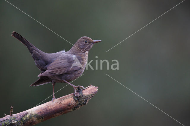 Merel (Turdus merula)